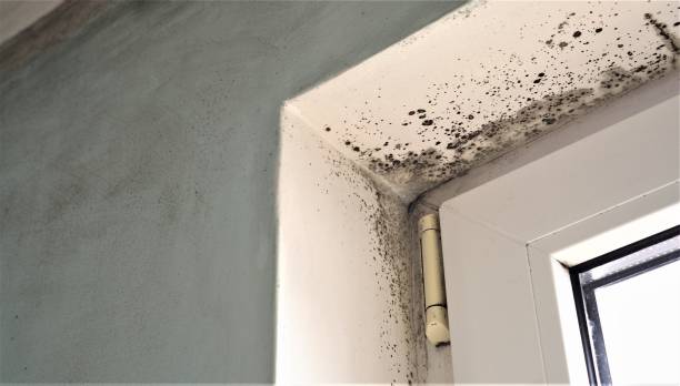 Best HVAC Mold Inspection and Cleaning  in Halawa, HI