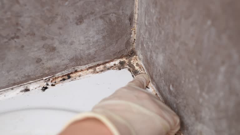 Best Comprehensive Air Testing for Mold Contaminants  in Halawa, HI